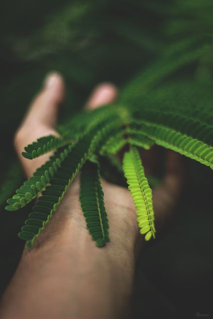 A hand gently holding and examining fern leaves in a natural setting, evoking a sense of calm and connection with nature. Perfect for environmental awareness promotions, botanical studies, wellness themes, and nature-related web content.