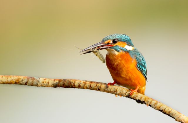 Kingfisher bird sitting on a branch holding a small fish in its beak, exemplifying natural hunting behavior. Ideal for websites, articles, and publications centered on wildlife, ornithology, bird watching, and nature photography. Can be used to illustrate articles on bird conservation or outdoor adventure activities.