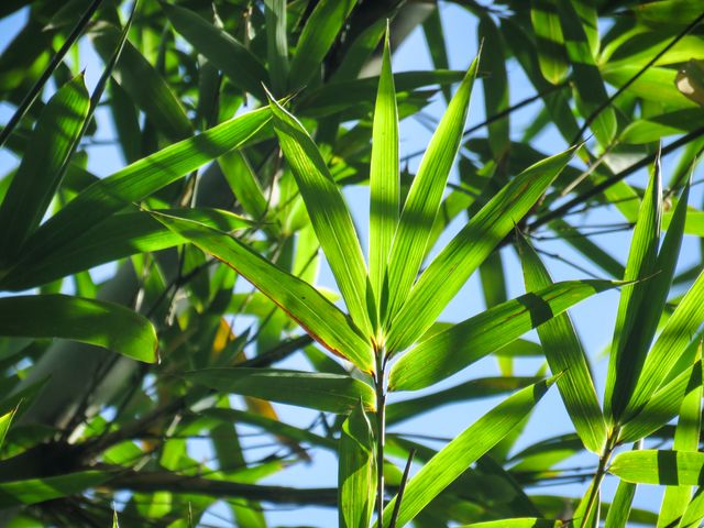 Green bamboo leaves are seen brilliantly illuminated by natural sunlight. This image captures the essence of nature's purity and vitality. Perfect for use in projects emphasizing environmental themes, eco-friendly concepts, natural beauty, or botanical studies. It can enhance presentations, blogs, and nature-related publications.