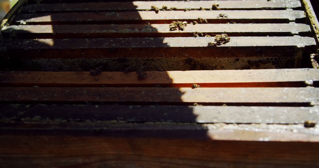 Close-up view of a wooden beehive with bees and shadows falling across it. Ideal for illustrating concepts of beekeeping, sustainable practices, and the natural environment. Great for use in articles, educational materials, and environmental awareness campaigns.