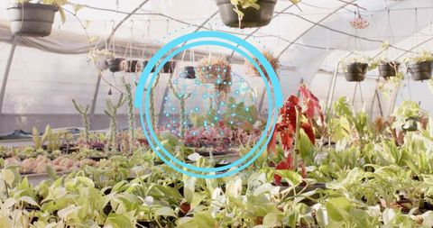 Greenhouse Plants Showing Augmented Reality Crop Analytics Overlay for Nursery Propagation