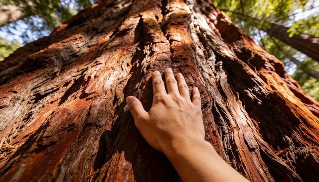 Hand touching giant redwood bark under dappled sunlight, closeup texture and grooves