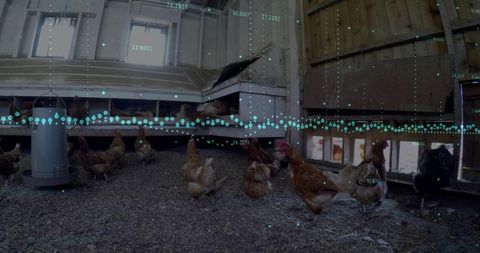 Free-range hens foraging in wooden coop with hanging feeder and teal data overlay