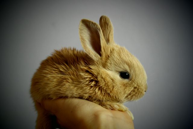 Image depicts a small baby rabbit being gently held in a person's hand, showing the close bond and tenderness of human-animal interaction. Ideal for use in themes related to pets, domestic animals, care, and adorable wildlife. Great for educational materials about pet care, promotional content for pet products, and blog posts about rabbits.