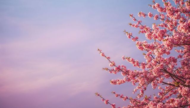 Cherry blossoms reaching into pastel sky with pink copy space for spring floral design