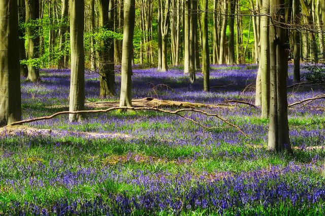 Lush forest floor covered in blooming bluebells during springtime. Tall trees stand amidst a sea of vibrant purple flowers, creating a serene and picturesque scene. Ideal for nature enthusiasts, environmental projects, and background images for publications or websites promoting natural beauty and outdoor activities.
