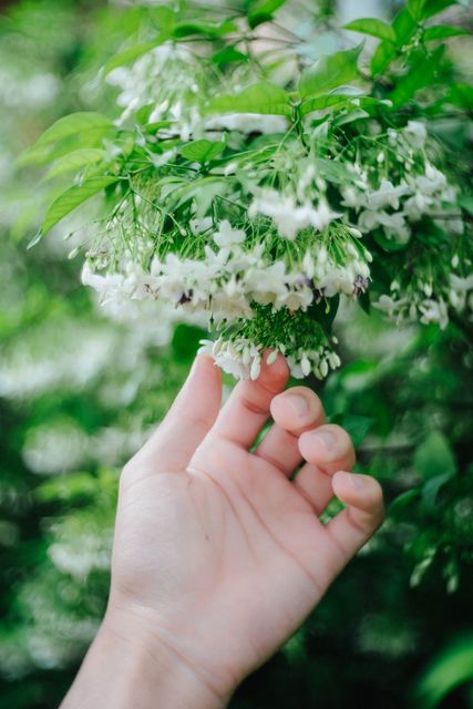 Hand gently touching white flowers surrounded by lush green foliage. Perfect for themes of nature, gardening, wellness, relaxation, and the beauty of botanicals. Ideal for use in nature-themed blogs, wellness articles, and botanical studies.