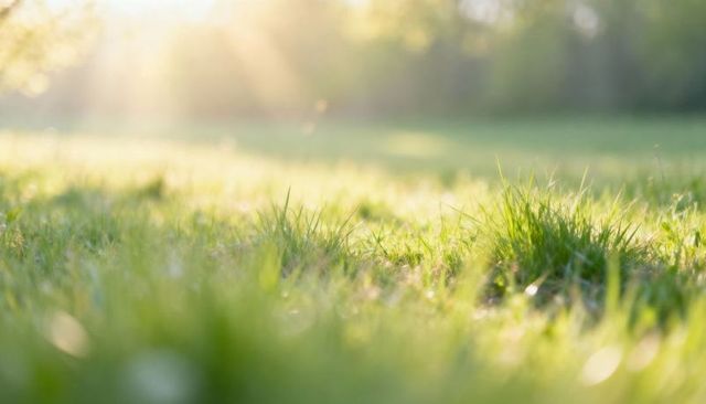 Glowing backlit grass catching dew in sunlit meadow at golden hour