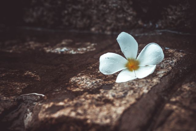 Single white frangipani flower resting on a wet stone path, perfect for backgrounds or nature-themed projects. Can evoke feelings of tranquility, beauty, and solitude. Ideal for use in blogs, nature photography collections, and meditation or relaxation themes.