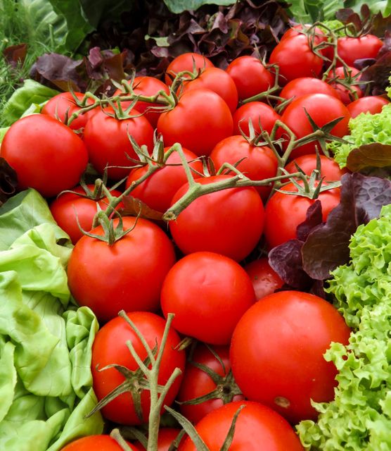 Fresh Ripe Tomatoes with Assorted Lettuce in Farmers Market - Download Free Stock Photos Pikwizard.com