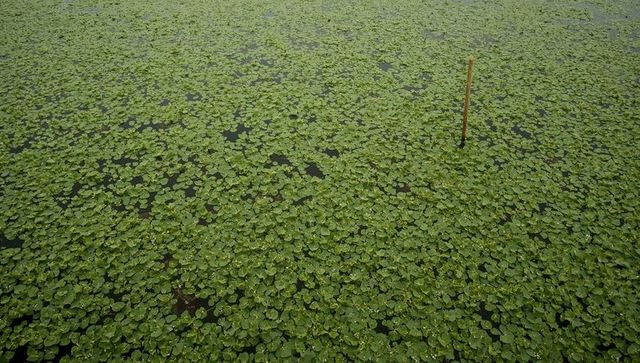 Topdown wooden pole emerging from duckweed-covered pond with dew droplets and stillness