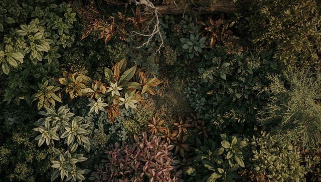 Overhead composition of variegated groundcover featuring ornamental foliage around weathered wood