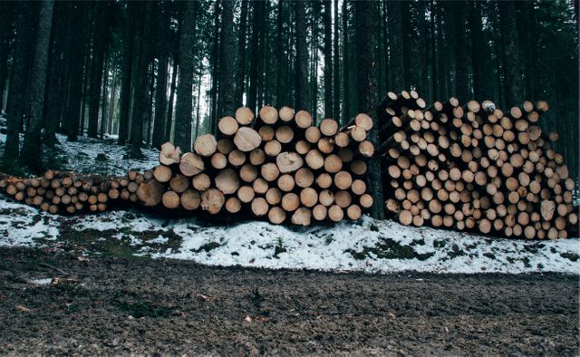 Logs neatly stacked at the edge of a snow-covered forest. This tranquil forest scene showcases the interaction between nature and human activity. Ideal for use in environmental topics, forestry studies, logging industry visuals, and articles about the relationship between nature conservation and resource use. A great addition to websites or publications emphasizing nature's beauty or the lumber trade.