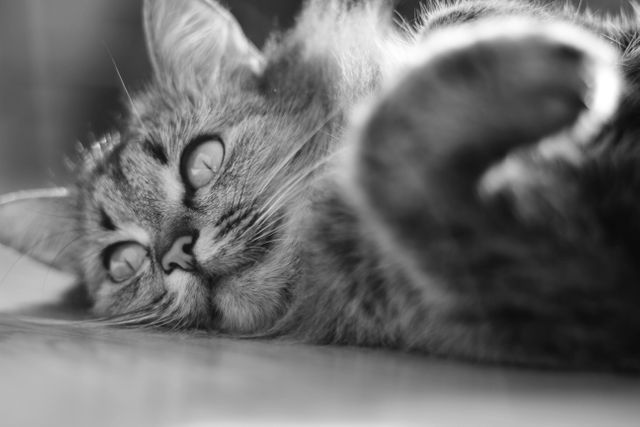 This image shows a close-up of a relaxed fluffy cat lying down on its side in black and white. Ideal for use in pet care articles, animal behavior studies, or advertisements for pet products and services.