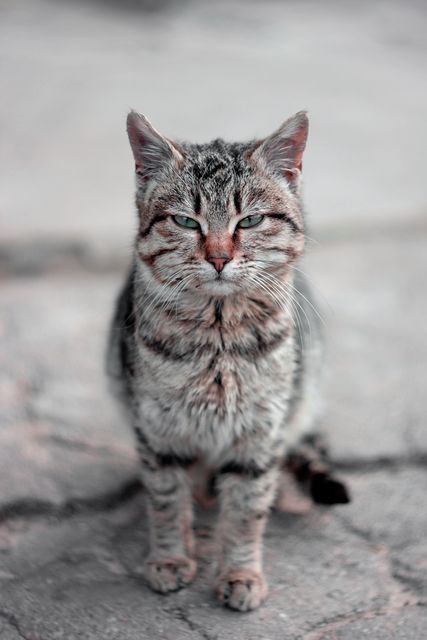 Gray tabby cat sitting on pavement, displaying curious expression and natural, earthy background. Ideal for pet care, animal welfare, or outdoor environment themes in websites, blogs, or advertisements. Suitable for illustrating calm and natural pet behavior.