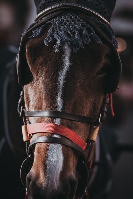 Close-up showing a brown horse with decorative headgear and bridle, suitable for content related to equestrian activities, horse care, and farm life. Great for use in articles, advertisements or social media posts related to animal care, horse riding, and rural lifestyle.
