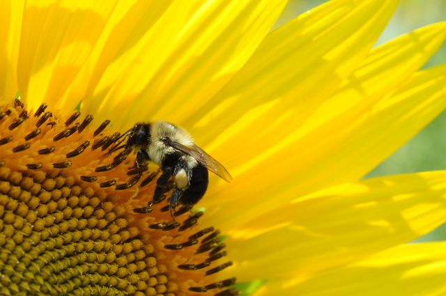 Bee pollinating bright sunflower under sunlight, focusing on nature's essential process. Ideal for environmental campaigns, floral-themed advertising, educational materials on pollination, and summer-themed designs.