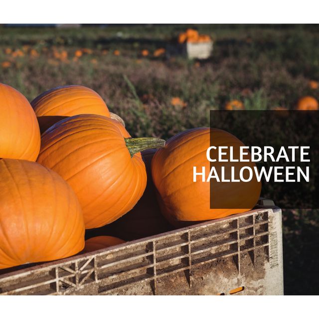 Celebrate Halloween Pumpkin Field with Large Orange Pumpkins in Crate - Download Free Stock Templates Pikwizard.com