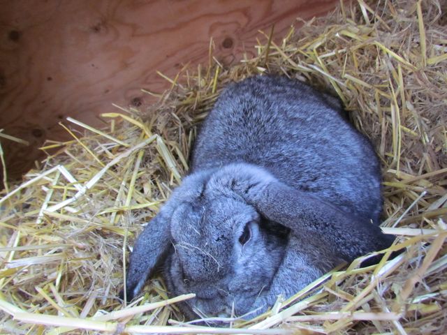 A gray lop rabbit resting comfortably in a straw-lined hut with a wooden background. This serene scene is perfect for themes involving farm animals, rural life, pet care, and coziness. It can be used in educational materials, children's books, and pet product advertisements.