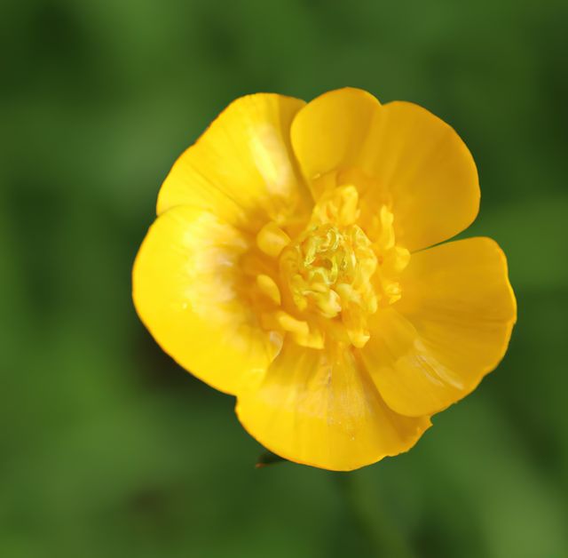 This close-up image of a vibrant yellow flower in full bloom is perfect for spring-themed designs, gardening blogs, and nature-inspired art. It highlights the delicate details and bright colors, making it an excellent choice for environmental campaigns or floral decorations. Great for backgrounds, invitations, and educational materials on botany.