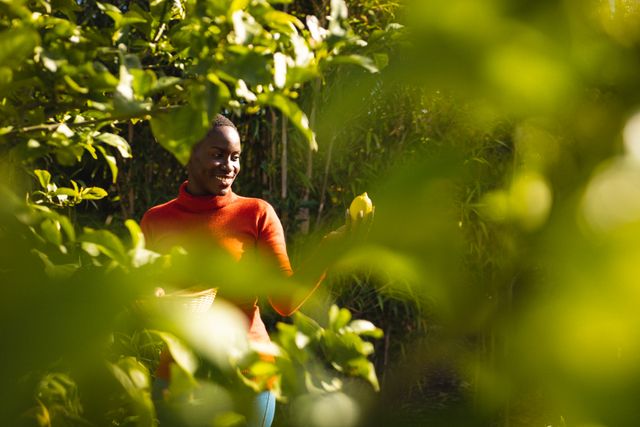 This image shows a smiling African American woman with short hair picking a lemon from a garden. The scene is filled with lush greenery and sunlight, emphasizing the organic and natural environment. This image is perfect for use in articles or advertisements related to gardening, organic farming, sustainable living, fresh produce, and outdoor activities.