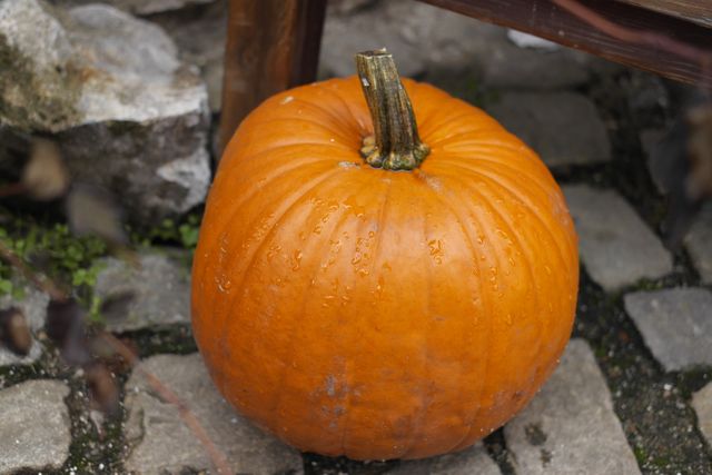 Whole pumpkin resting outdoors on stone surface, glistening with water droplets. Ideal for use in autumn-themed projects, harvest season promotions, nature and gardening articles, and seasonal decoration imagery.