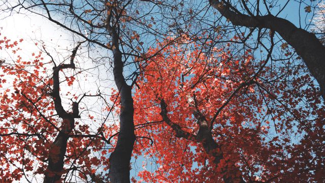 Photograph features a picturesque view of the vibrant autumn canopy with vividly red leaves against a blue sky. Ideal for use in seasonal marketing materials, nature-themed backgrounds, or promotional content related to autumn or outdoor activities.
