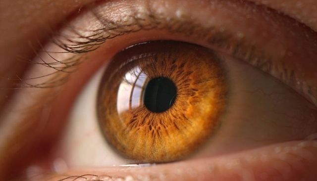 Macro amber iris detail showing corneal reflection and fine ocular texture