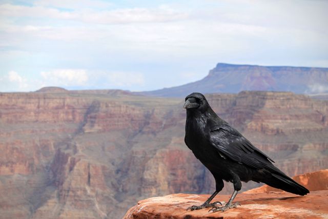 Raven perched on rocky ledge with stunning Grand Canyon backdrop, suitable for nature, wildlife, travel, and landscape projects. Ideal for illustrating rugged beauty, wild animals in natural habitats, and travel destinations.