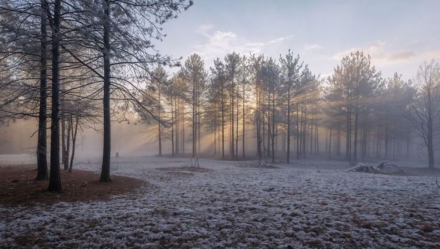 Sunlight streaming through misty pine grove over frost-covered meadow at dawn