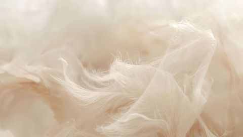 Dreamlike ivory feather close-up showing wispy downy filaments and soft translucent texture