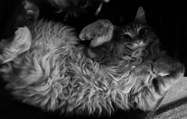 Cat cute animals furry ginger - Download Free Stock Photos Pikwizard.com