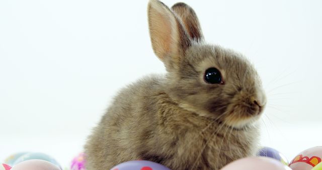 A brown rabbit nestled with Easter eggs embodies the festive spirit of spring. - Download Free Stock Photos Pikwizard.com