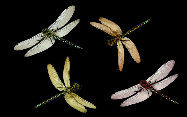 Colorful dragonflies with translucent wings against black background showcasing natural beauty. Ideal for botanical prints, educational materials about insects, or decorative wall art emphasizing the splendor of nature.