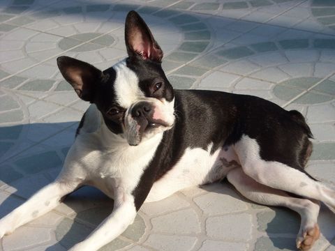 Boston terrier sunbathing on geometric paved surface