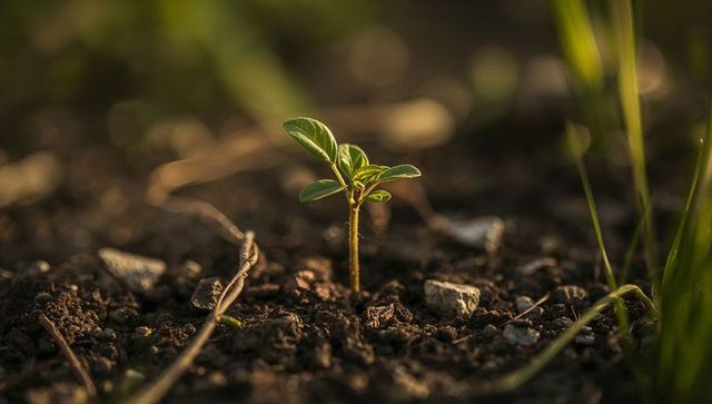 Small Seedling Growing in Dark Moist Soil Outdoors