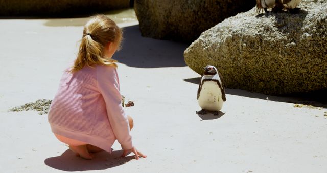 Little Girl Interacting with Penguin on Rocky Beach - Download Free Stock Images Pikwizard.com