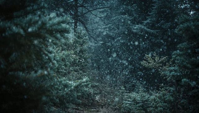 Snow dusting dense evergreen forest, moody winter woodland with pine boughs and frost