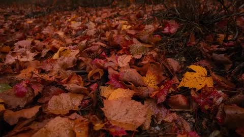 Tracking shot lowering over wet autumn leaves highlighting bright yellow maple leaf with raindrops
