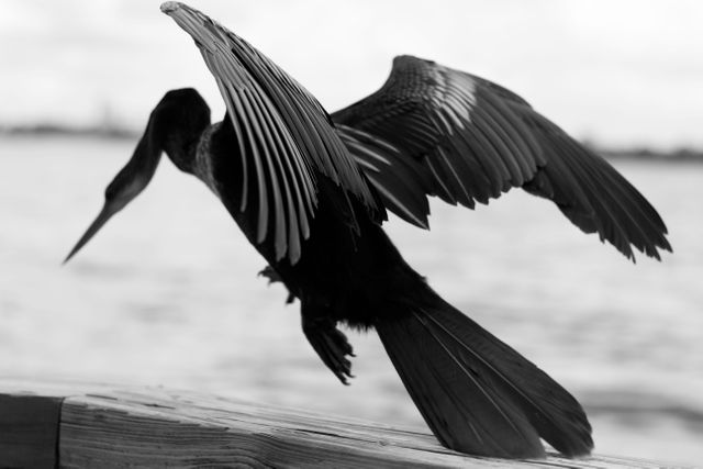 Wild cormorant perched near water with wings spread, captured in black and white. Perfect for nature and wildlife photography collections, birdwatching enthusiasts, and showcasing the natural elegance of birds in monochrome. Ideal for wall art, calendars, and educational materials detailing avian species.