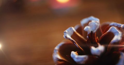Festive Pine Cone with Snowy Tips and Warm Background - Download Free Stock Images Pikwizard.com