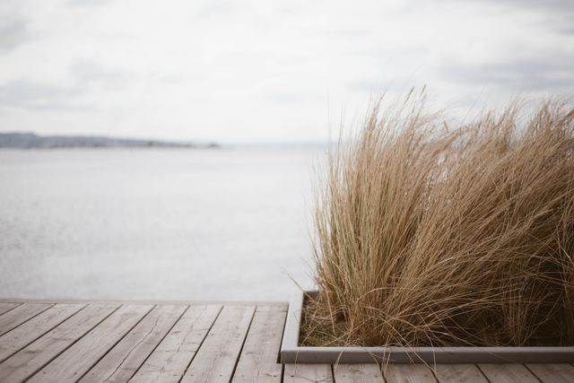 This serene coastal scene captures tall grass on a wooden deck overlooking the sea. Ideal for use in blogs or websites focusing on nature, peace, minimalism, and coastal living. Suitable as a background image for meditation or relaxation content.