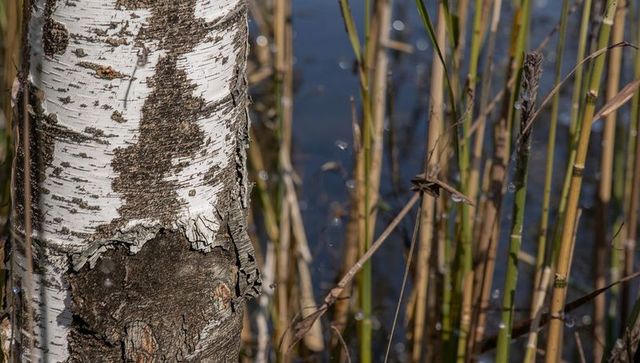 Birch trunk standing at lake edge with peeling bark and reeds reflecting in water