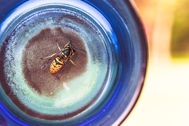 Close-up view of a wasp inside a blue vase. The vibrant colors, with the blue vase and the wasp's detailed markings, make the scene intriguing. Ideal for nature-themed content, educational material on insects, or highlighting the delicate details of macro photography.
