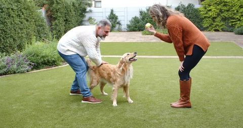 Senior couple playing with golden retriever on fenced backyard lawn with tennis ball