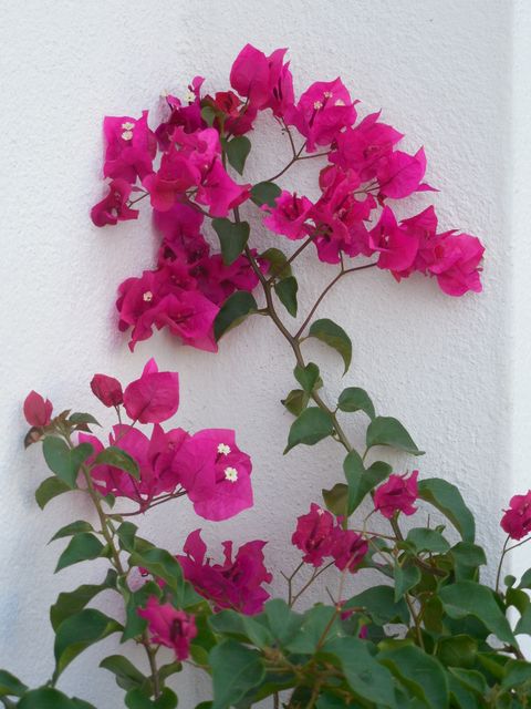 Bright pink bougainvillea flowers blooming against a stark white wall, creating a striking contrast. The vibrant and lush greenery adds to the beauty of the tropical plant. Perfect for use in gardening blogs, plant care, Mediterranean-inspired decor, and travel brochures emphasizing tropical climates.