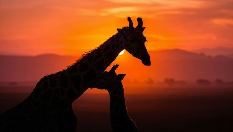 Silhouettes of Giraffes at Sunset on African Savannah