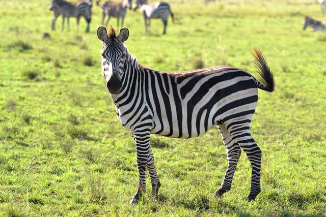Zebra Standing on Green Grassy Field in Savanna - Download Free Stock Photos Pikwizard.com