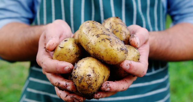Close-up of gardener holding cultivated potatoes 4k - Download Free Stock Photos Pikwizard.com