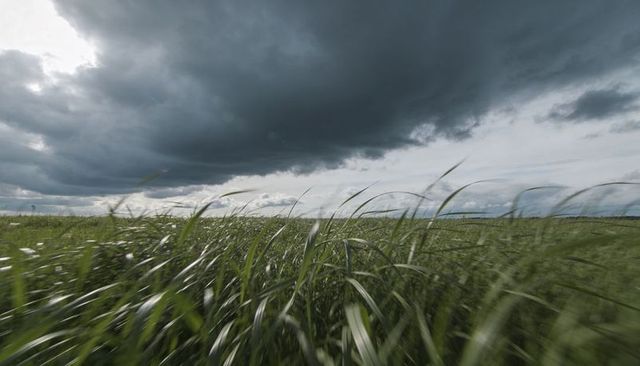 Swaying tall grass under ominous storm clouds across windblown green meadow